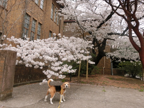 a0319693_7544580.jpg