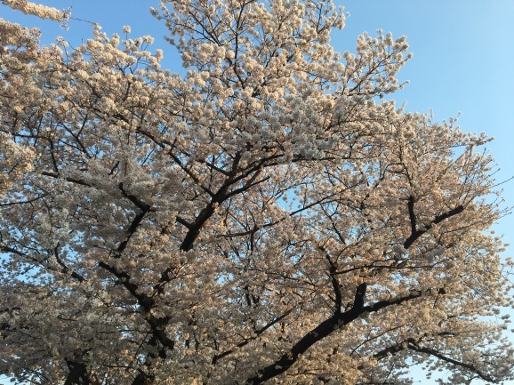 f0042295_20335746.jpeg