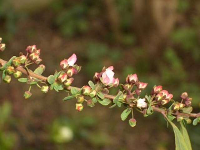 e0111299_09542890.jpg