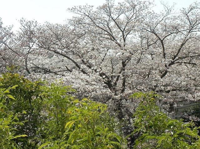 桜が見える*小さな工房でのﾚｯｽﾝ_c0152002_19481299.jpg