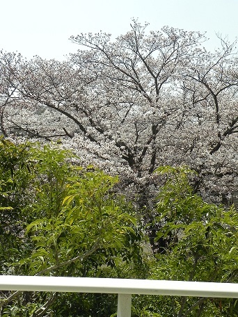 桜が見える*小さな工房でのﾚｯｽﾝ_c0152002_19490126.jpg