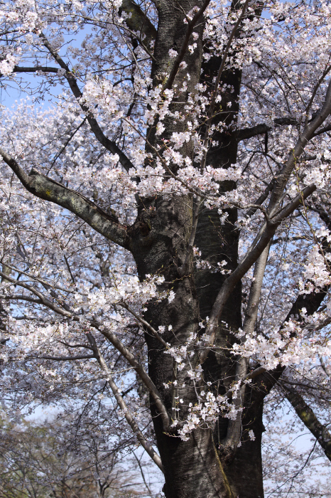 突然の桜 _a0357206_20314571.jpg