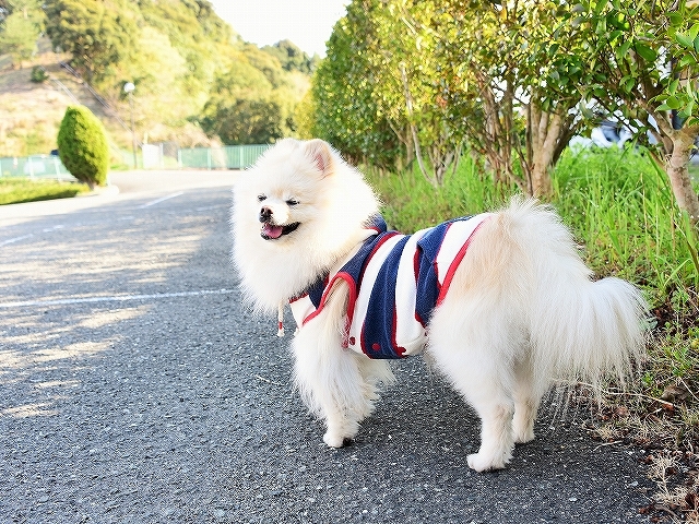 何という贅沢!!_d0360206_00170434.jpg