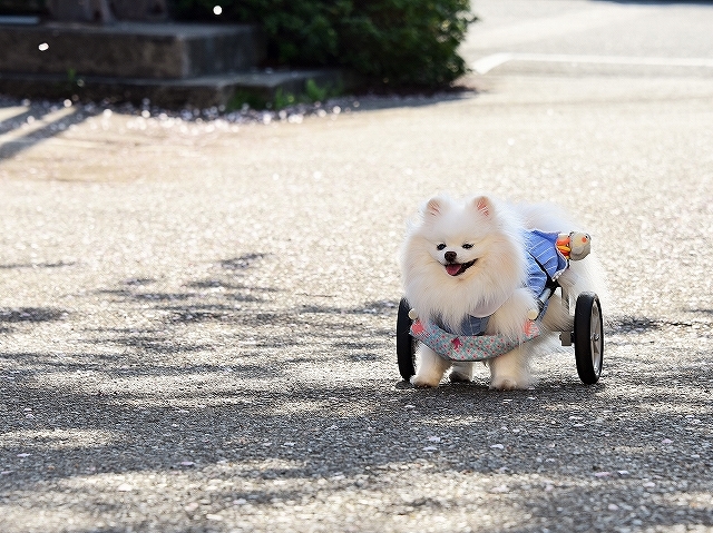 何という贅沢!!_d0360206_00171357.jpg