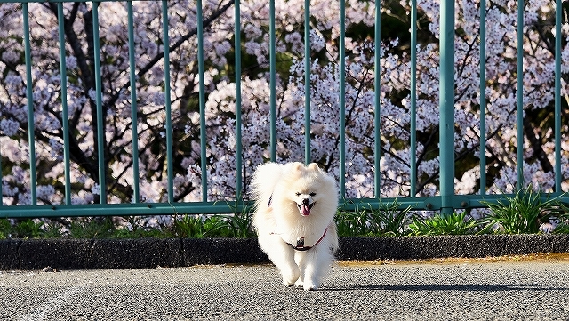 何という贅沢!!_d0360206_00171770.jpg