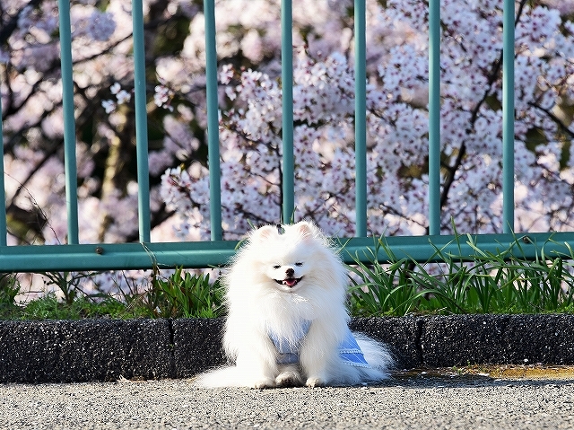 何という贅沢!!_d0360206_00172665.jpg