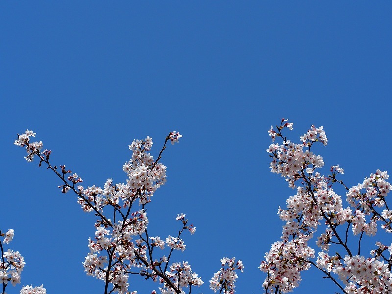 今日は近くの公園へ桜散策。_a0138707_14095737.jpg