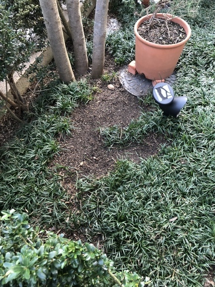 長い葉のリュウノヒゲを抜きました 笑わせるなよ泣けるじゃないか2