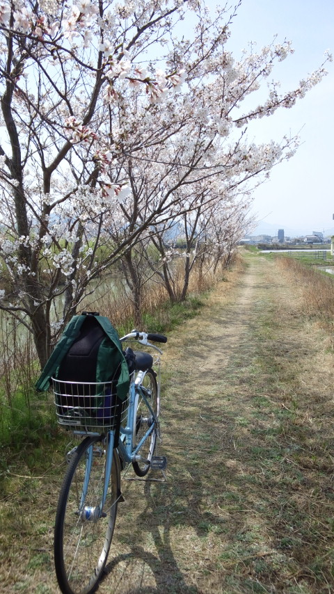 さくらの花見四回目：桜の花見で「もくもぐタイム。そだね〜〜！」 ３_a0348309_1612212.jpg