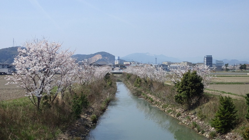 さくらの花見四回目：桜の花見で「もくもぐタイム。そだね〜〜！」 ３_a0348309_16122189.jpg