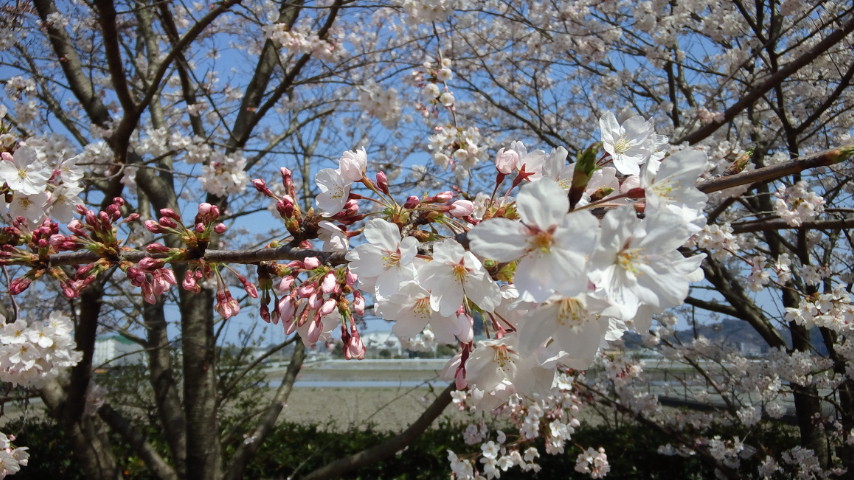 さくらの花見三回目:桜の花見で「もくもぐタイム。そだね〜〜!」 2_a0348309_914689.jpg