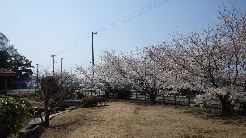さくらの花見三回目:桜の花見で「もくもぐタイム。そだね〜〜!」 2_a0348309_97494.jpg