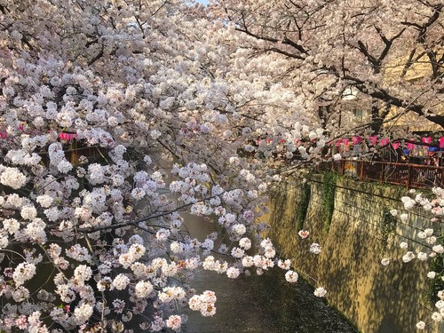 桜!桜!桜!_c0294909_18163629.jpg