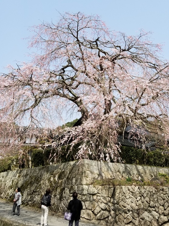 見事な垂れ桜_f0219710_13100610.jpg