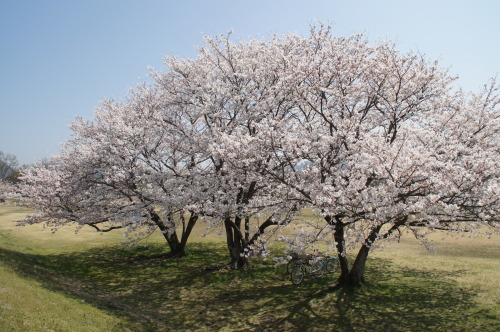 桜、さくら、桜_a0029812_10323939.jpg