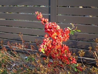 年度替り間近か・季節の花_b0369813_08044810.jpg