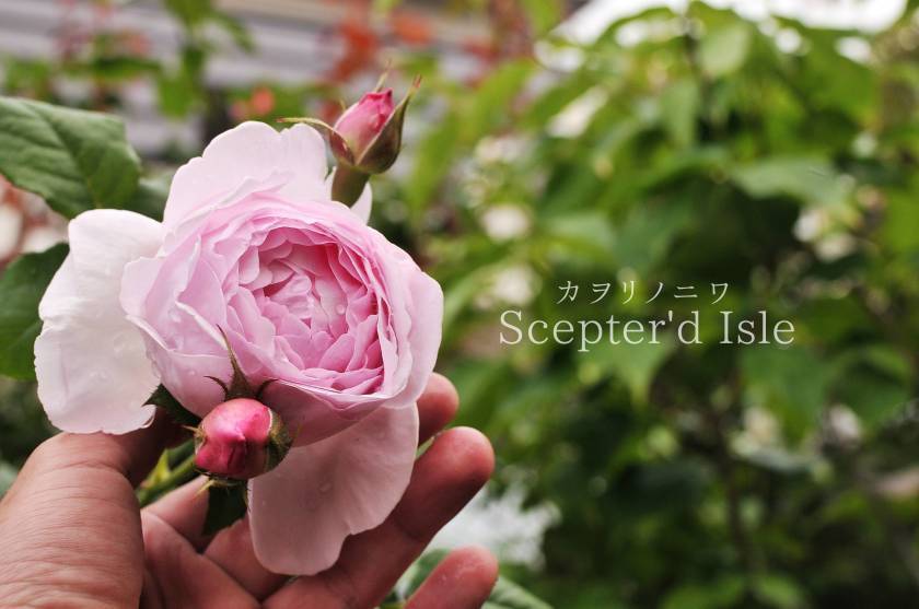 インリッシュローズで外せない5つのピンクの薔薇 : カヲリノニワ