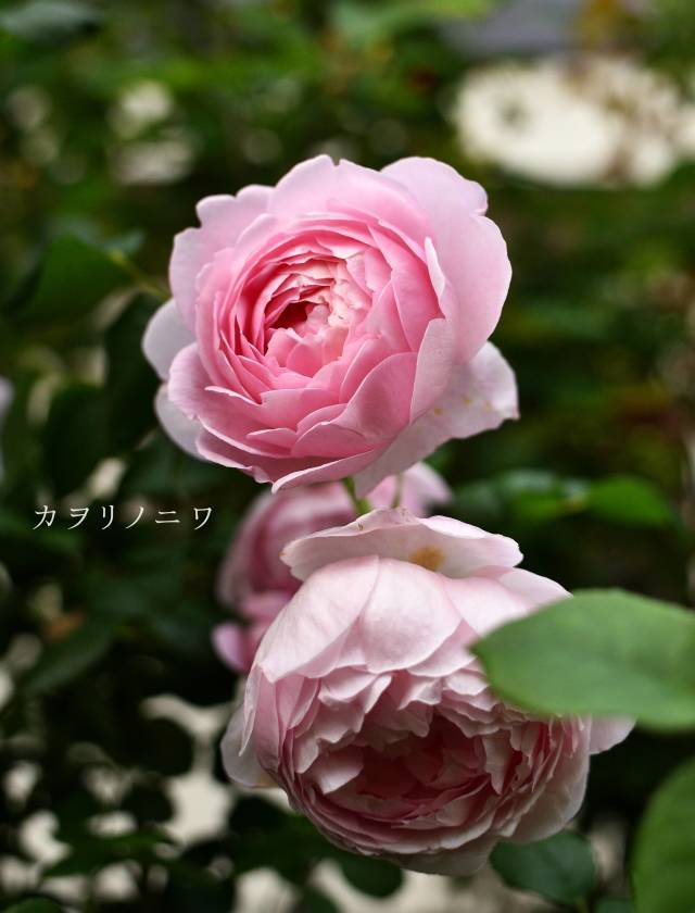 インリッシュローズで外せない5つのピンクの薔薇 : カヲリノニワ