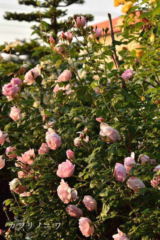 インリッシュローズで外せない5つのピンクの薔薇 : カヲリノニワ インリッシュローズで外せない5つのピンクの薔薇 : カヲリノニワ