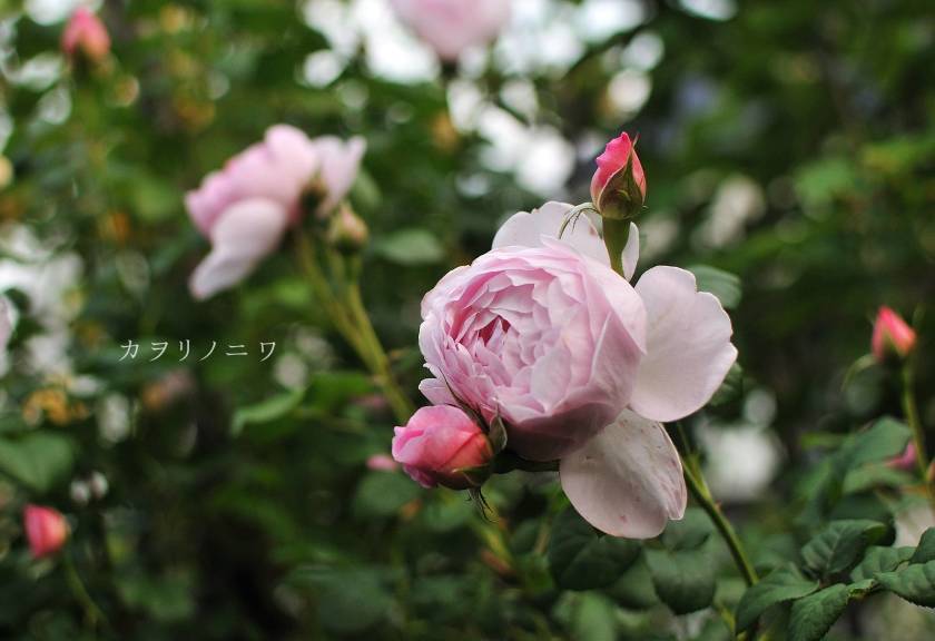ネオ・ロマンチック・・シリーズです♪シックな薔薇