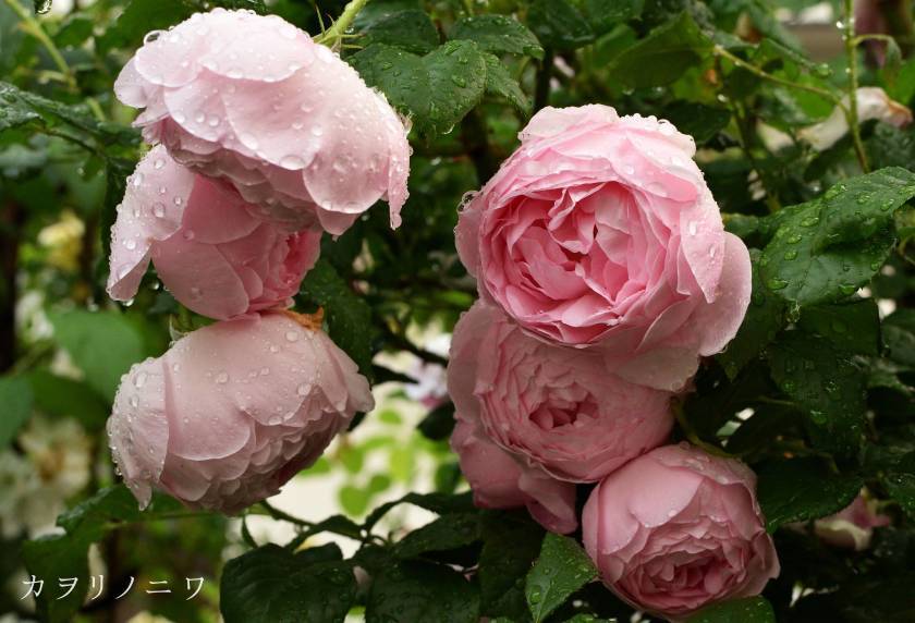 インリッシュローズで外せない５つのピンクの薔薇 : カヲリノニワ