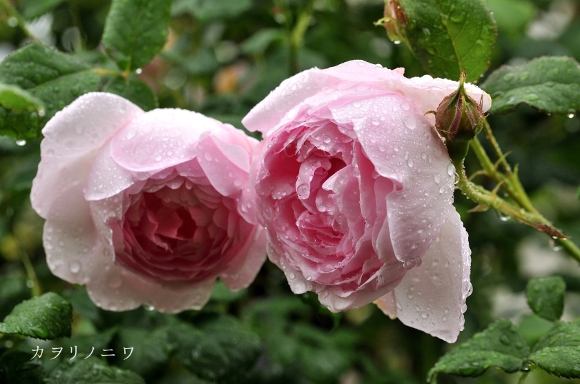 インリッシュローズで外せない5つのピンクの薔薇 : カヲリノニワ