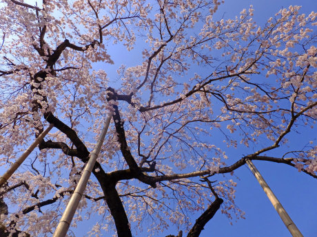 長瀞の桜　3月29日（木）_b0215220_09011401.jpg