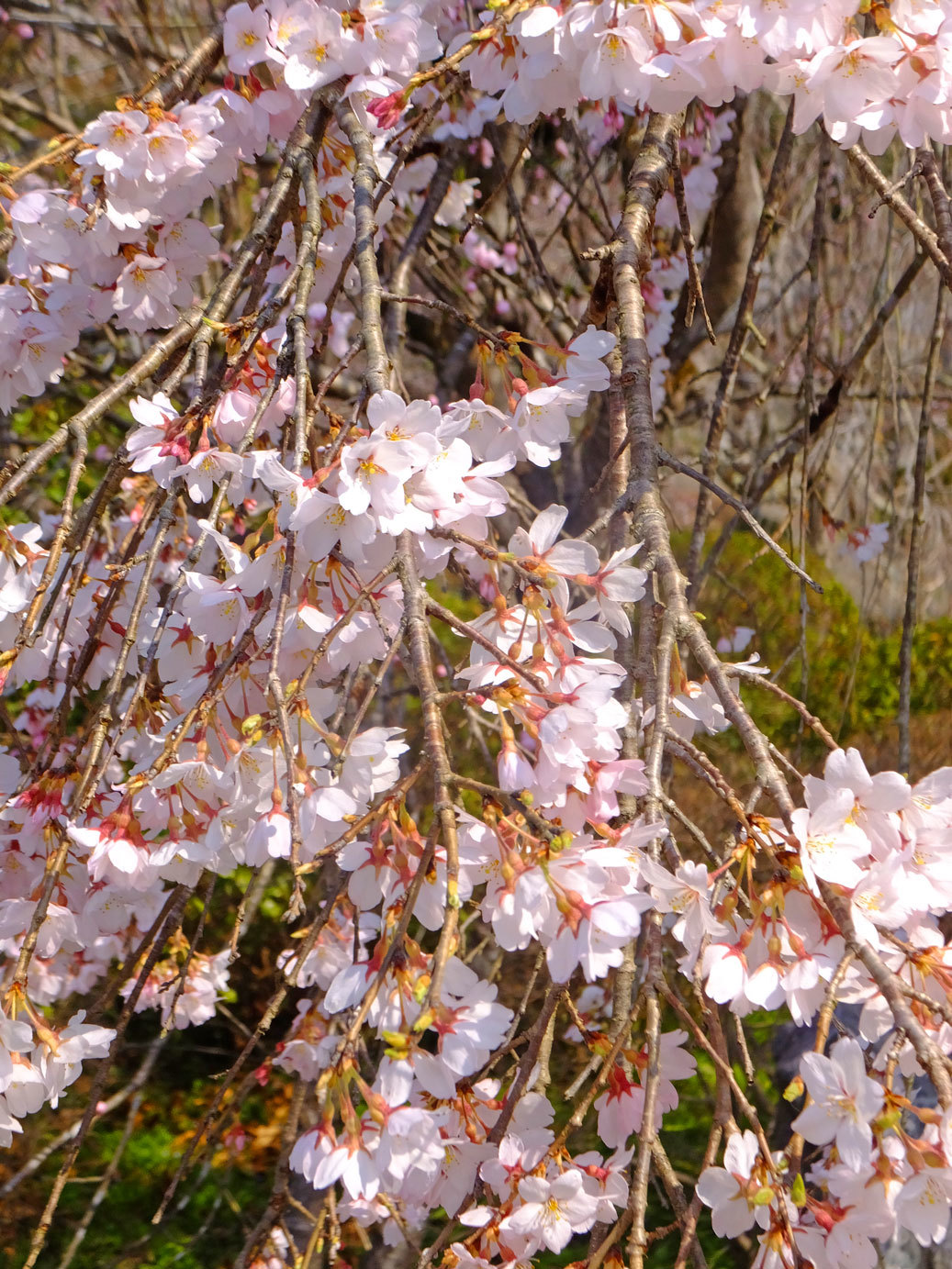 長瀞の桜　3月29日（木）_b0215220_09021687.jpg