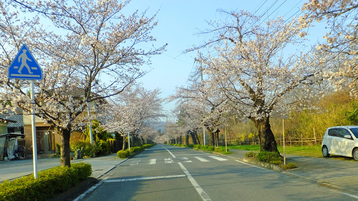 長瀞の桜　3月29日（木）_b0215220_09030746.jpg