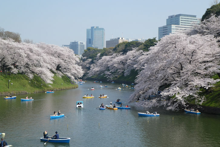 2018桜便り(東京編2)_c0051620_712420.jpg