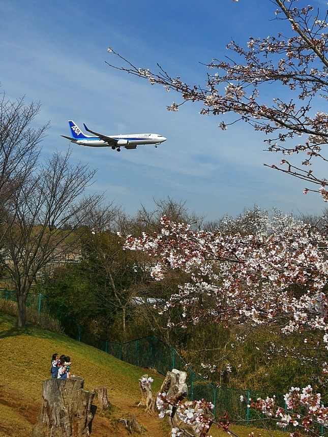 成田市空の駅「さくらの山公園」では直ぐ頭の近くを通過する飛行機をせいぜい１００ｍｍ迄のレンズでも良く撮れる♪_a0031821_10243650.jpg