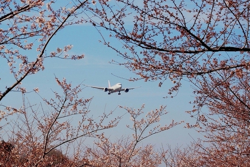 成田市空の駅「さくらの山公園」では直ぐ頭の近くを通過する飛行機をせいぜい１００ｍｍ迄のレンズでも良く撮れる♪_a0031821_11011886.jpg