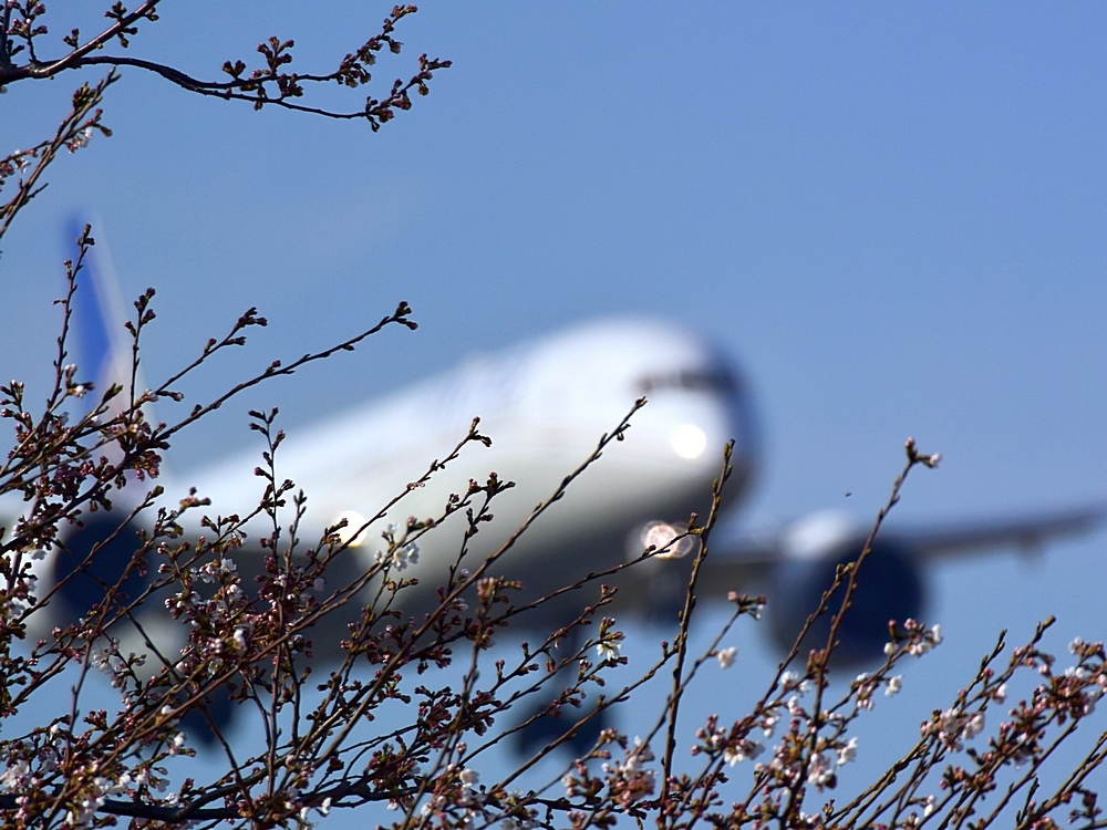 着陸寸前の旅客機が目の前を・・・超望遠ズームでどうだ！(^^;・・・成田・さくらの山公園_a0031821_18085208.jpg