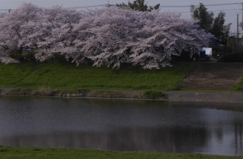 お花見ドライブはお喋り中心になりました_a0050728_18361886.jpeg