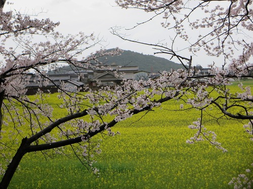 公式通販サイト - ファッション 通販 万葉集その六百七十八 (奈良の桜) : 万葉集遊楽 趣味・スポーツ・実用