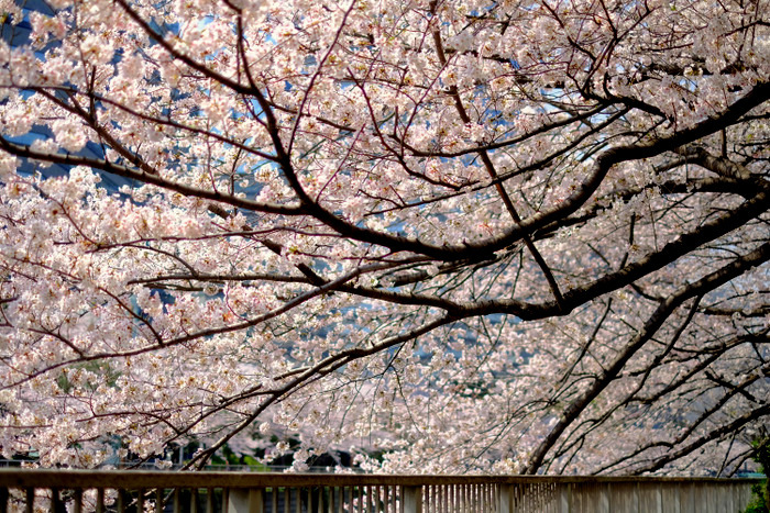 日記2018.03.29_a0000029_19100770.jpg