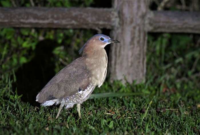 Malayan Night Heron_f0350530_14303167.jpg