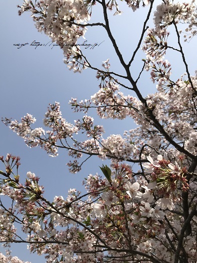 JRとくとく切符で都内へお出かけ巡り♪上野恩賜公園の桜&東京都美術館(AJC)_f0023333_22334879.jpg