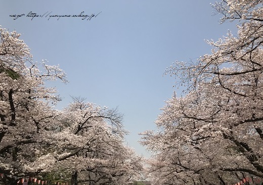 JRとくとく切符で都内へお出かけ巡り♪上野恩賜公園の桜&東京都美術館(AJC)_f0023333_23382846.jpg