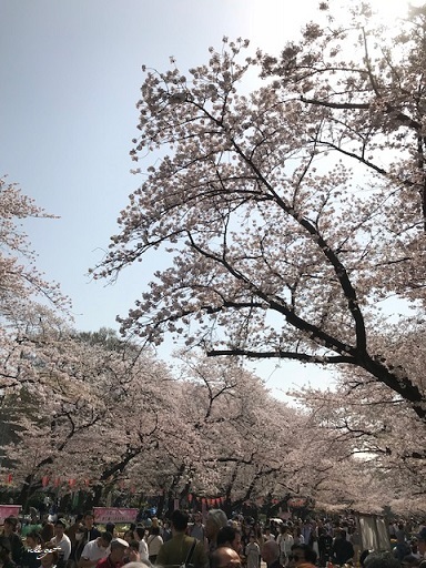 JRとくとく切符で都内へお出かけ巡り♪上野恩賜公園の桜&東京都美術館(AJC)_f0023333_23503140.jpg