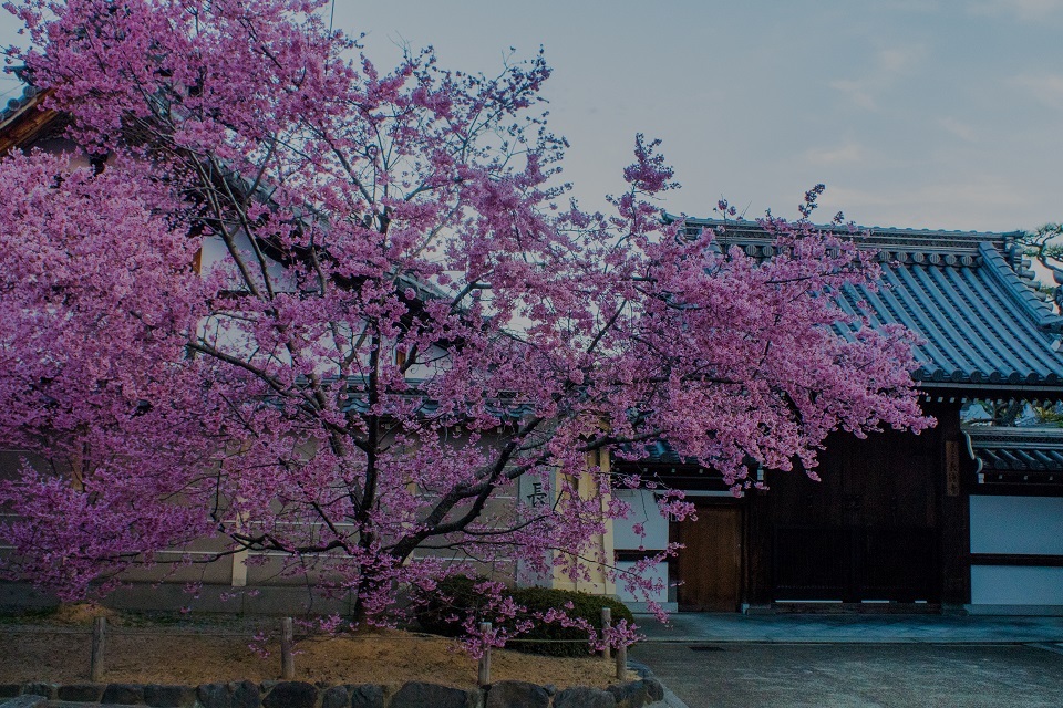 長徳寺のおかめ桜_e0363038_21494556.jpg