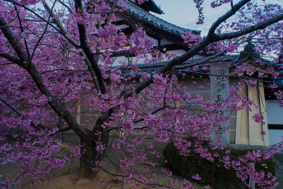 長徳寺のおかめ桜_e0363038_21505615.jpg