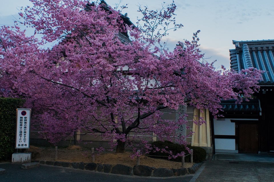 長徳寺のおかめ桜_e0363038_21533335.jpg