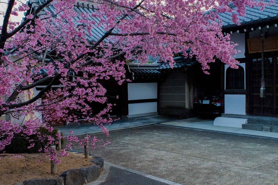 長徳寺のおかめ桜_e0363038_21541674.jpg