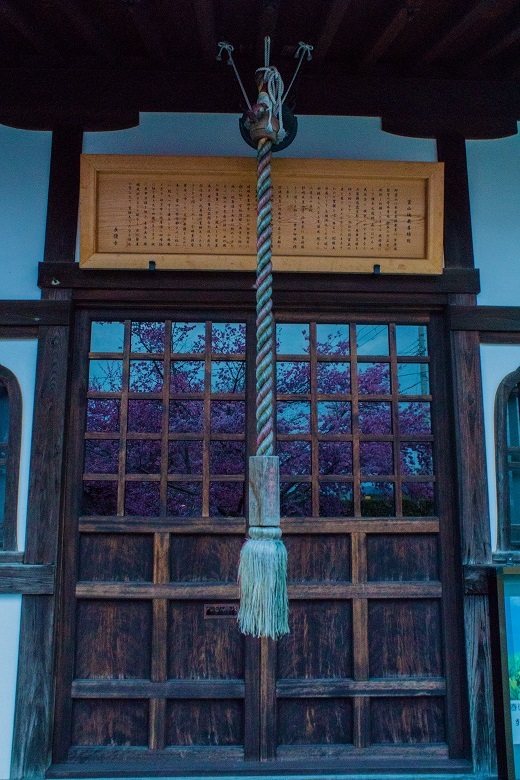 長徳寺のおかめ桜_e0363038_21545110.jpg