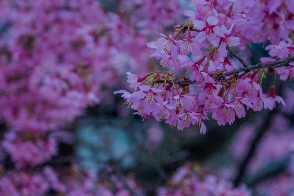 長徳寺のおかめ桜_e0363038_21551769.jpg
