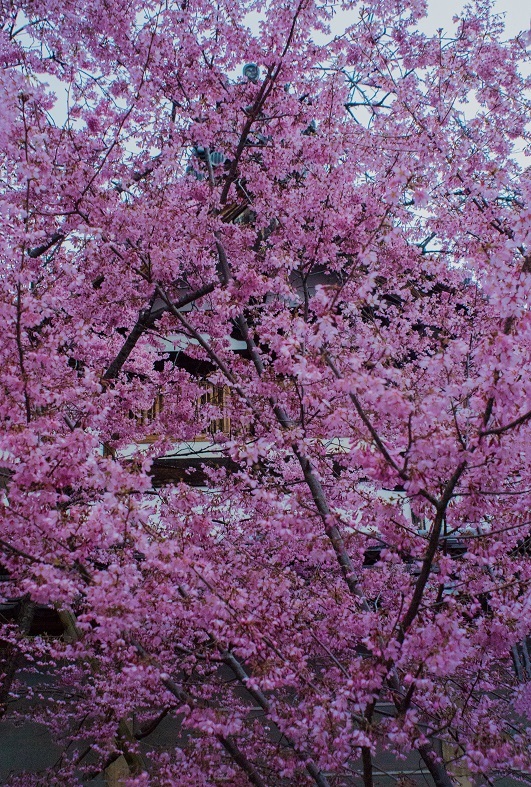 長徳寺のおかめ桜_e0363038_21554797.jpg
