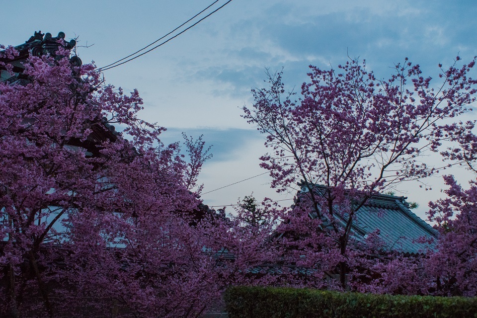 長徳寺のおかめ桜_e0363038_21561442.jpg