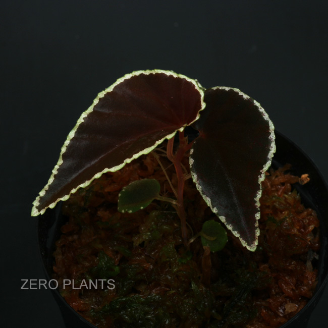 エキゾチックプランツ販売開始 Zero Plants Blog エキゾチックプランツ販売開始 Zero Plants Blog