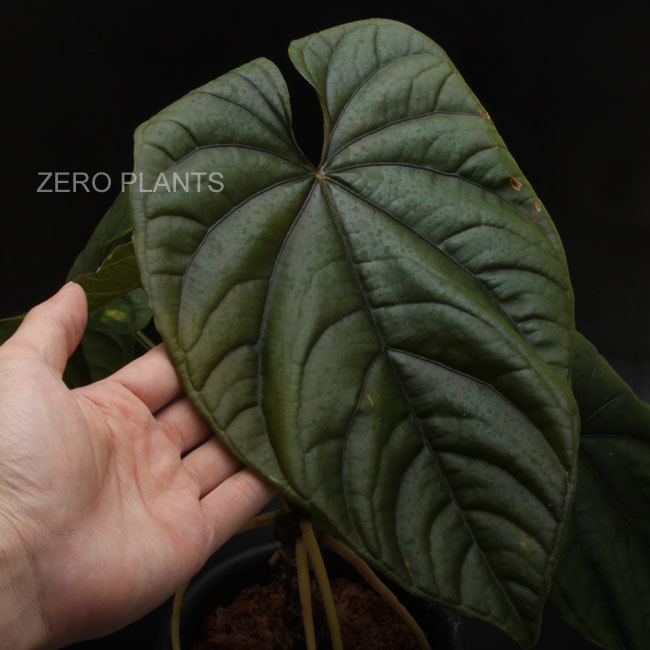 エキゾチックプランツ販売開始 Zero Plants Blog